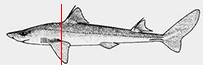 Squalus blainvillei_01_bis.jpg